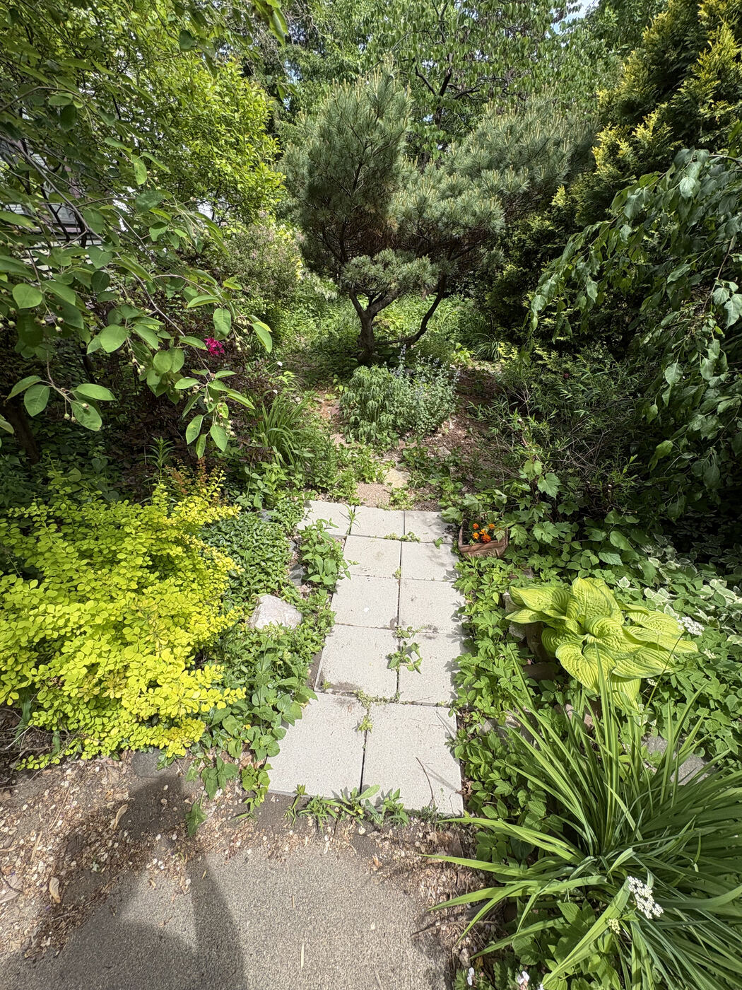 Before: cracked concrete pavers overgrown with weeds in a garden