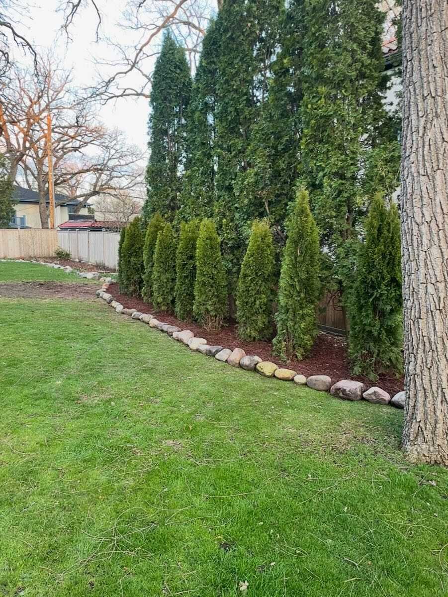 Arborvitae privacy planting with boulder edging