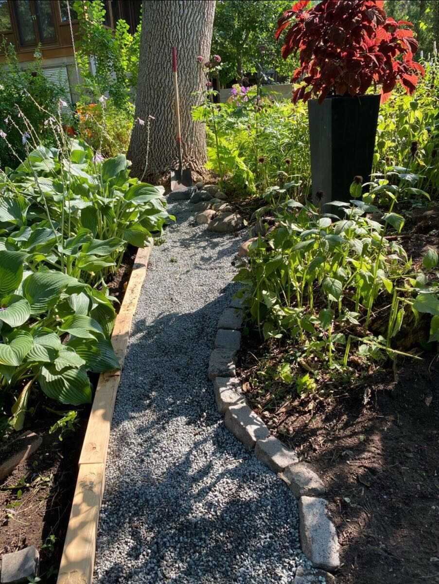 Gravel garden path with stone edging between hosta beds